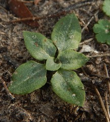 Pterostylis sanguinea