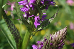 Dactylorhiza majalis