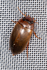 Liopterus haemorrhoidalis