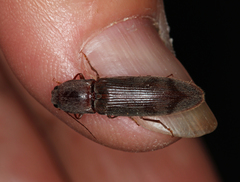 Stenagostus rhombeus