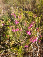 Erica axilliflora