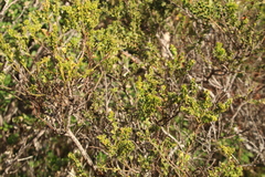 Acacia littorea