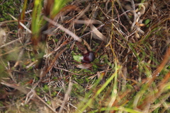 Corybas recurvus
