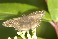 Caprona ransonnettii