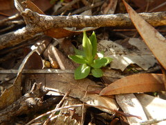 Pterostylis plumosa