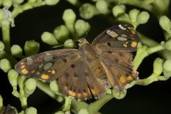 Coladenia indrani