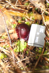 Corybas recurvus