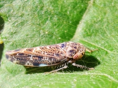 Athysanini