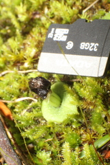 Corybas recurvus
