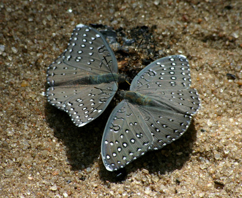 Guinea-fowl Butterfly