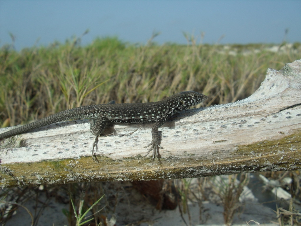 La Tortuga Whiptail