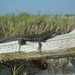 La Tortuga Whiptail - Photo (c) Julio Rod., some rights reserved (CC BY-NC), uploaded by Julio Rod.