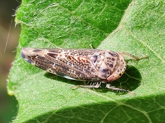 Athysanini