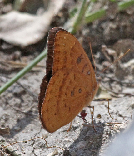 Guinea-fowl Butterfly