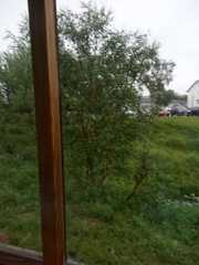 Betula pubescens pumila