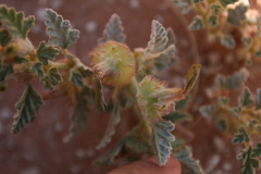 Neuradopsis austroafricana image