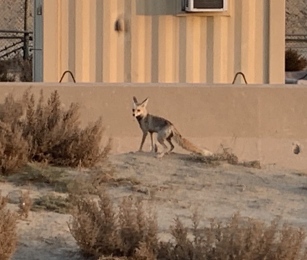 Qatari Fox Arabian Red Fox from South Abrams Loop, Al Ahmadi, KW on March 24, 2020 ...