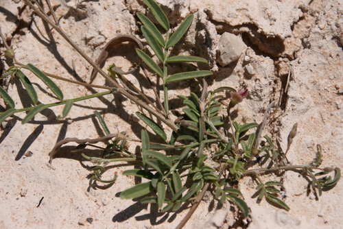 Lessertia pauciflora image