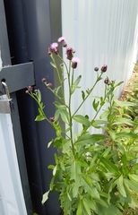 Cirsium arvense