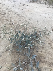 Eriogonum lonchophyllum