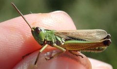 Pseudochorthippus parallelus parallelus