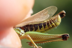 Pseudochorthippus parallelus parallelus