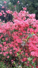 Rhododendron simsii