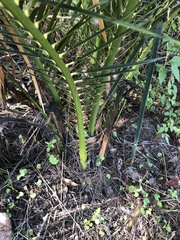 Macrozamia miquelii