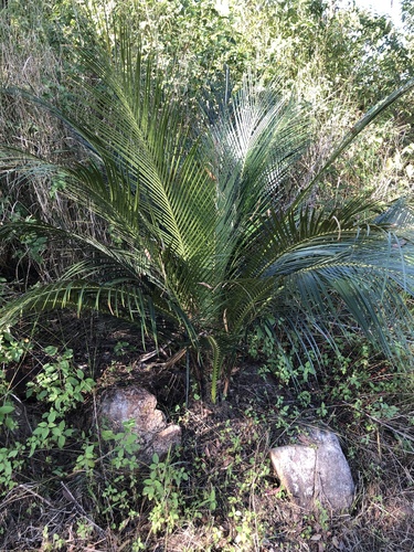 Macrozamia miquelii (Macrozamia miquelii)