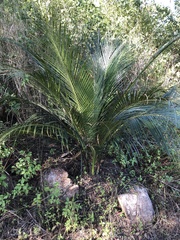 Macrozamia miquelii