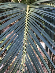 Macrozamia miquelii
