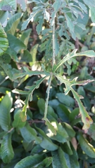 Hibiscus diversifolius