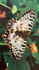 Zerynthia