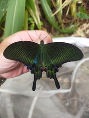 Papilio hopponis