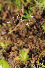 Micranthes laciniata