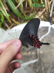 Papilio hopponis