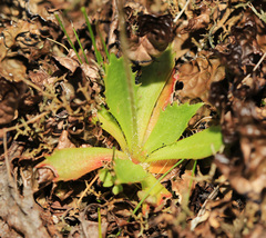 Micranthes laciniata
