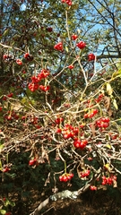 Psychotria puffii