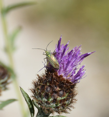 Oncotylus viridiflavus