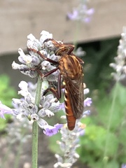 Diogmites basalis