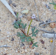 Trachymene cyanopetala