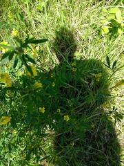 Melilotus officinalis