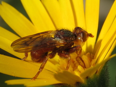 Myopa extricata