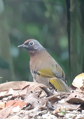 Trochalopteron peninsulae