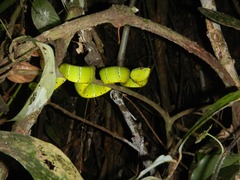 Tropidolaemus subannulatus