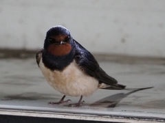 Hirundo rustica