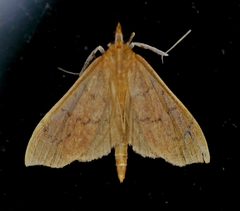 Sericoplaga externalis