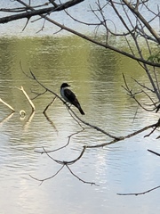 Tyrannus tyrannus