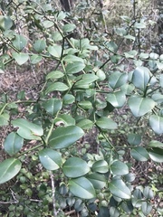 Carissa bispinosa