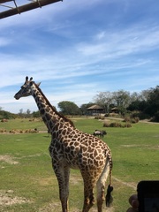 Giraffa
